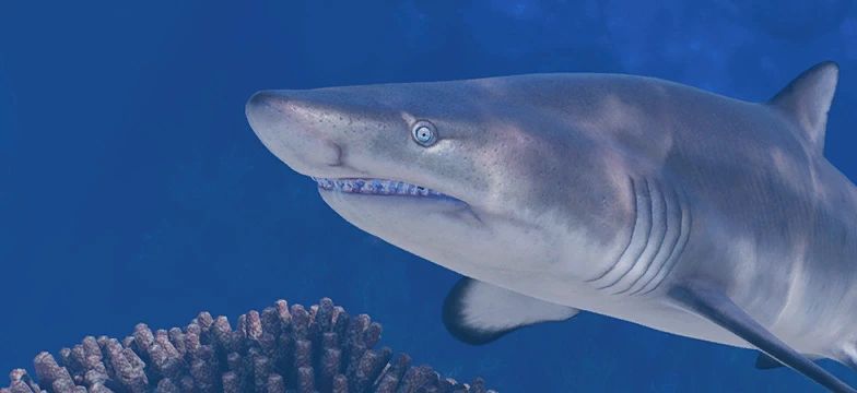 Sand Tiger Shark