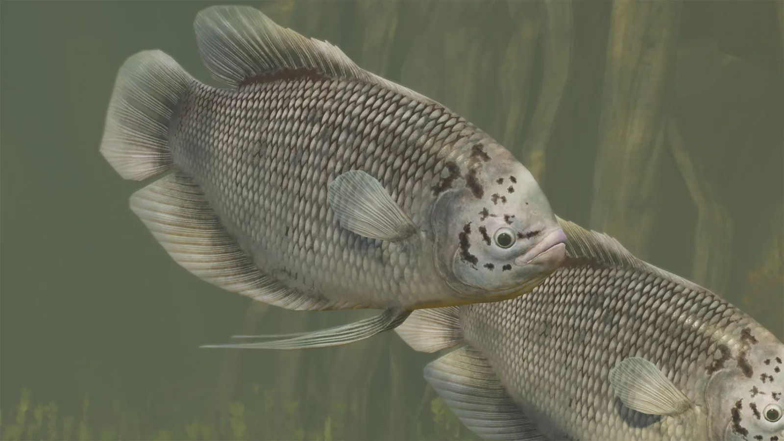 Giant Gourami