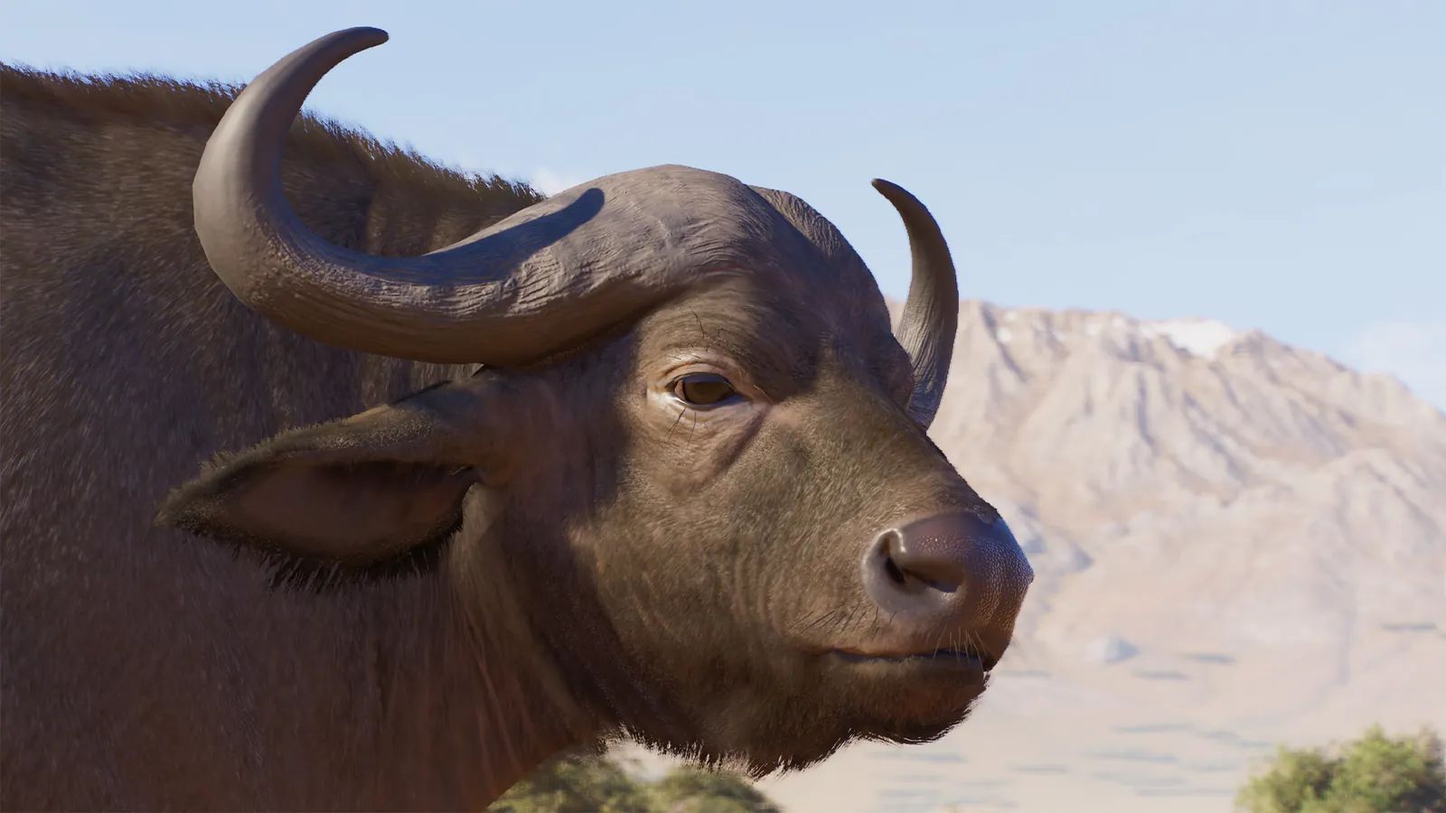 Cape Buffalo