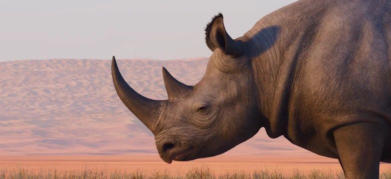 Black Rhinoceros