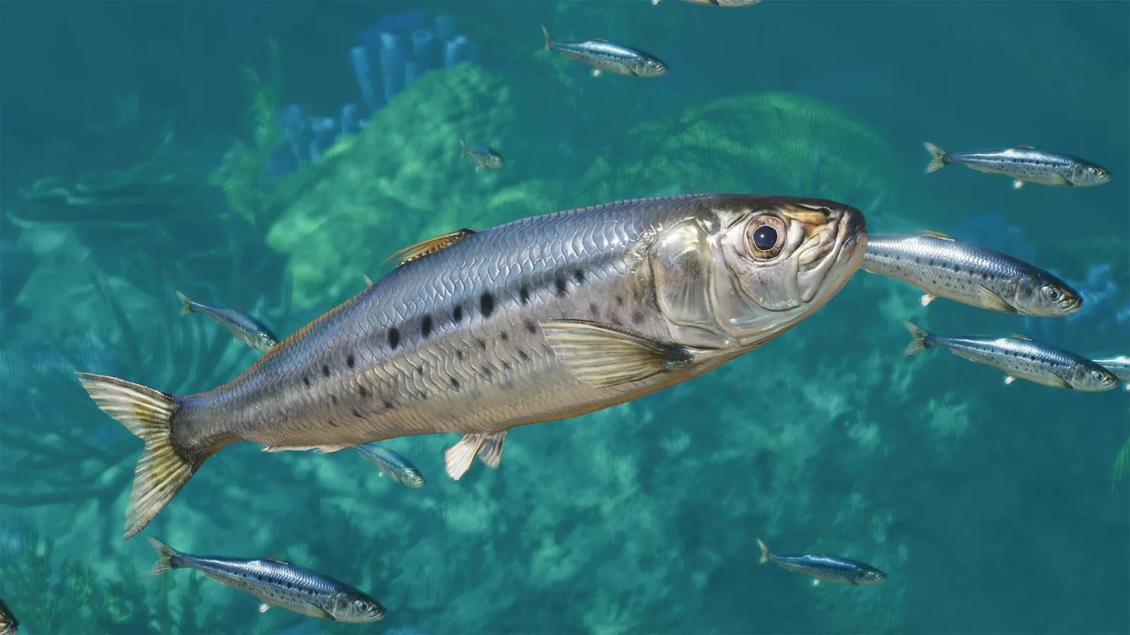 Pacific Sardine