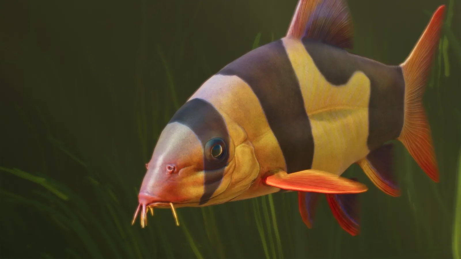 Clown Loach