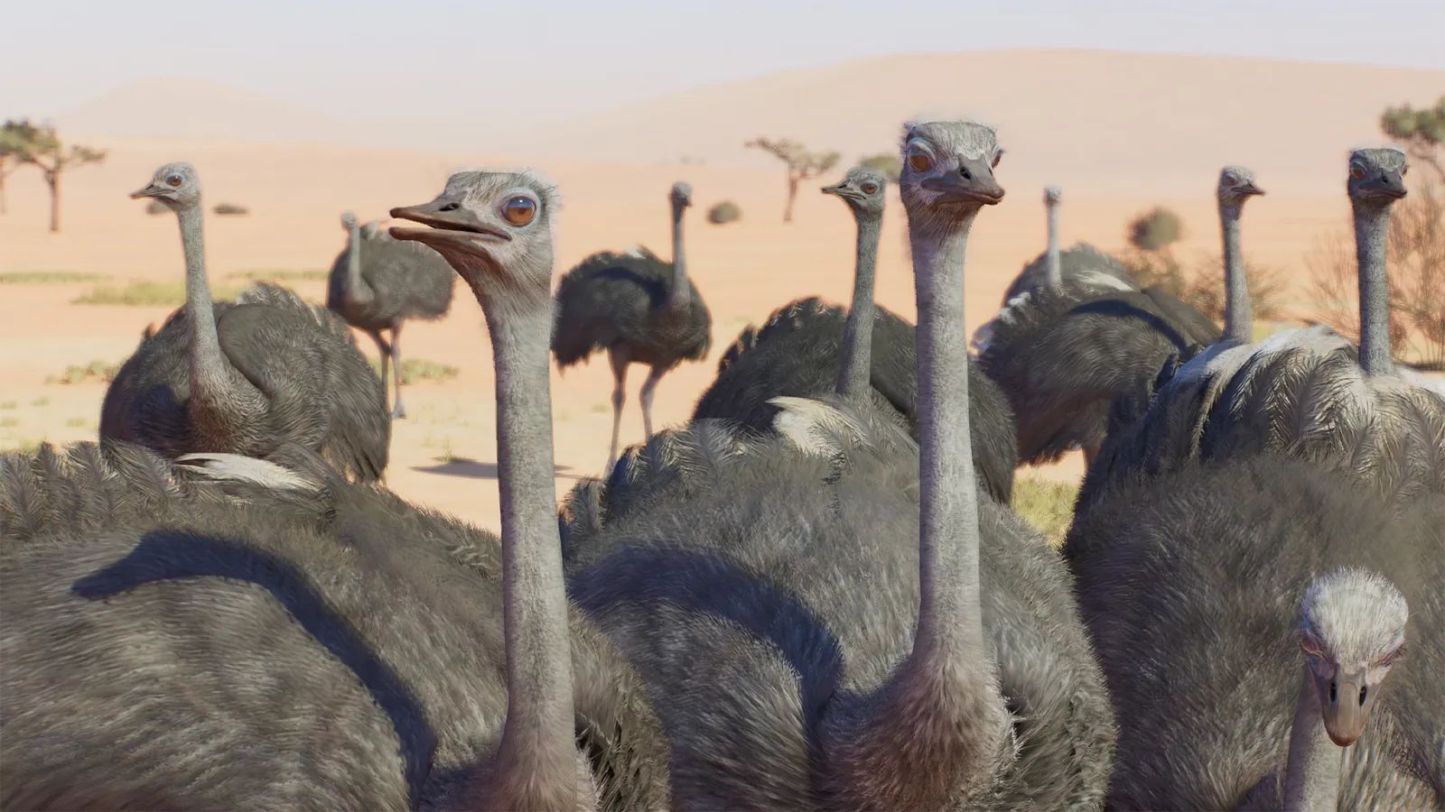 Common Ostrich