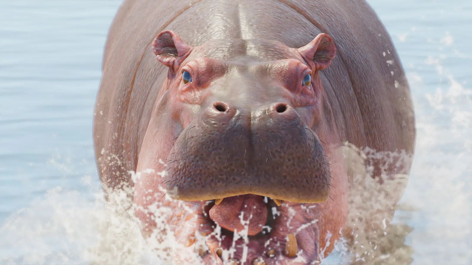 Common Hippopotamus