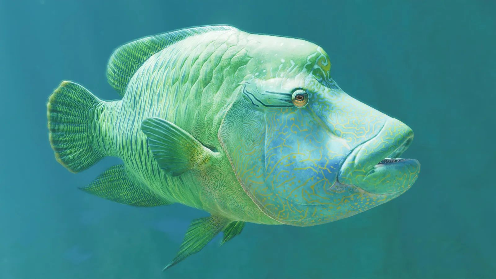 Humphead Wrasse