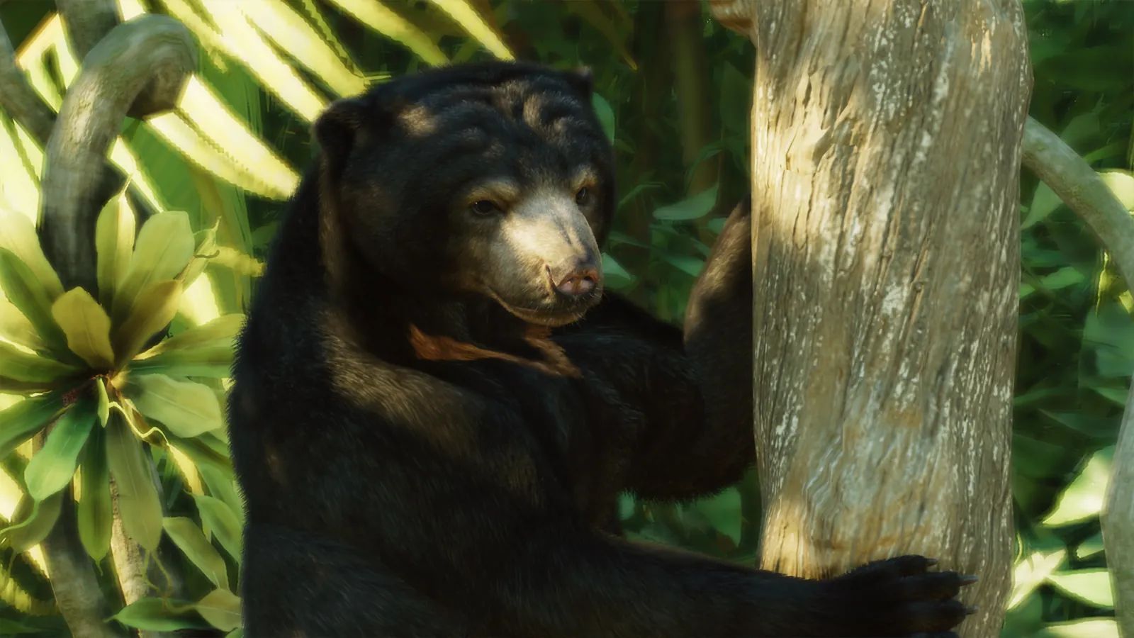 Sun Bear