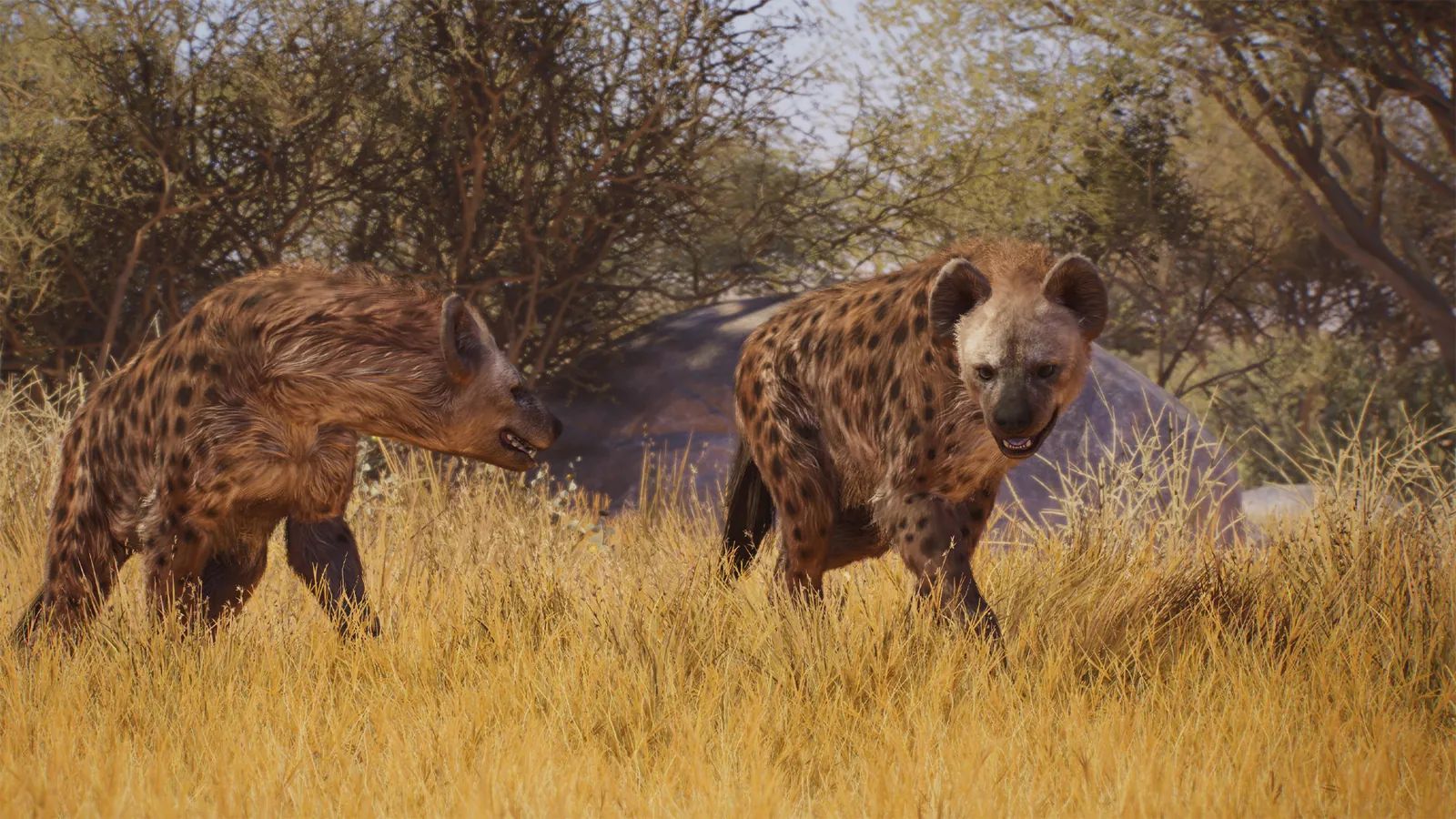 Spotted Hyena