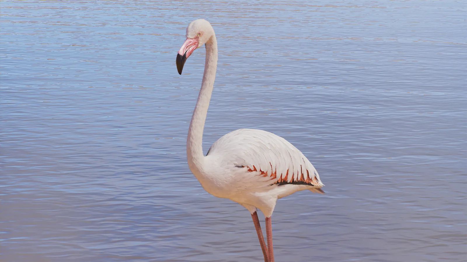 Greater Flamingo