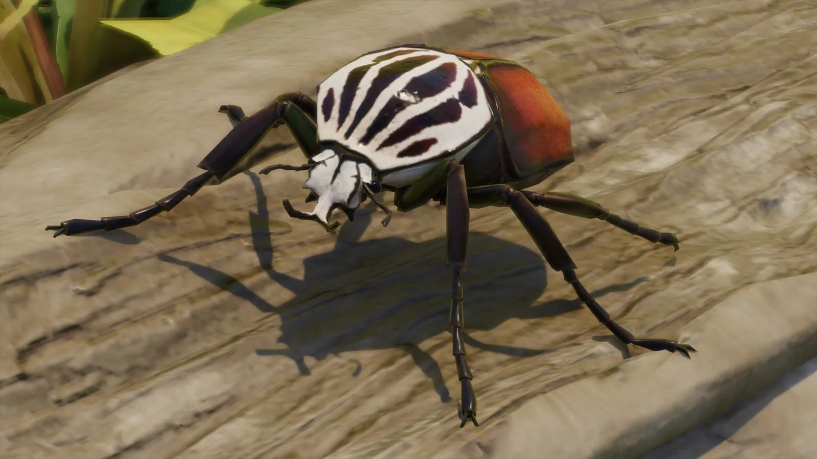 Goliath Beetle