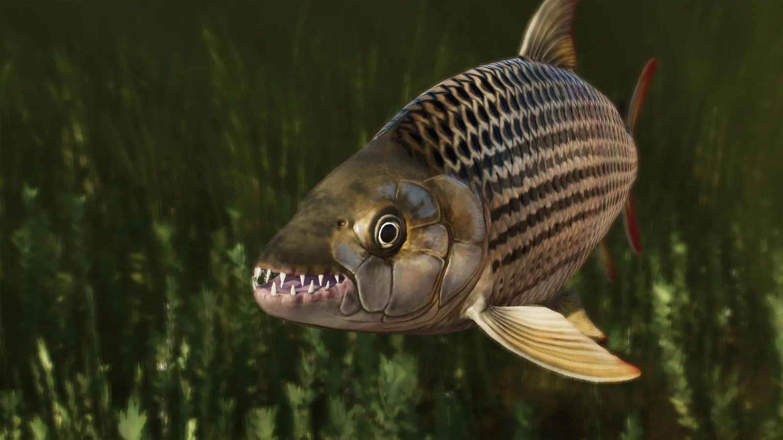 African Tigerfish