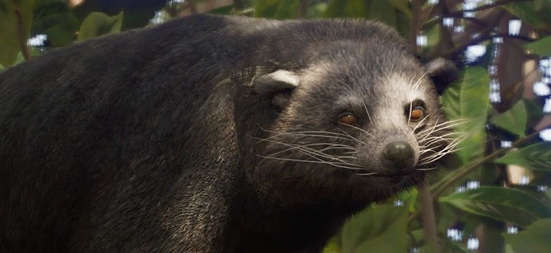 Binturong