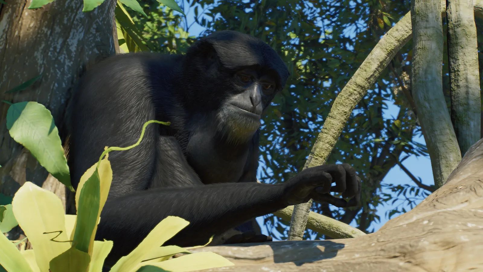Siamang