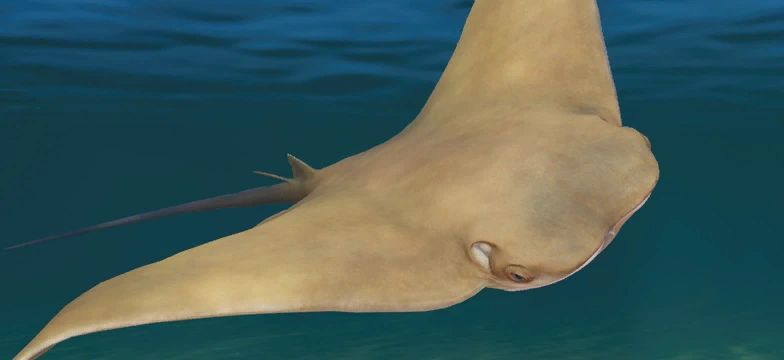 Javanese Cownose Ray