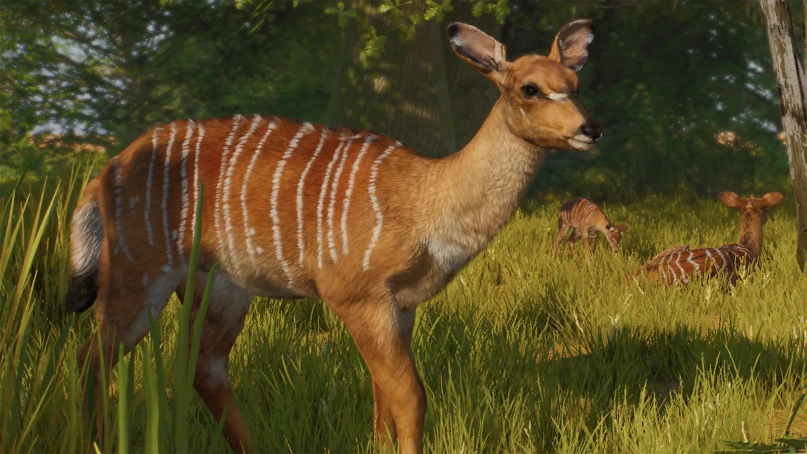 Nyala