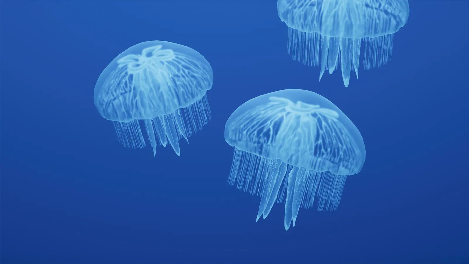Moon Jelly