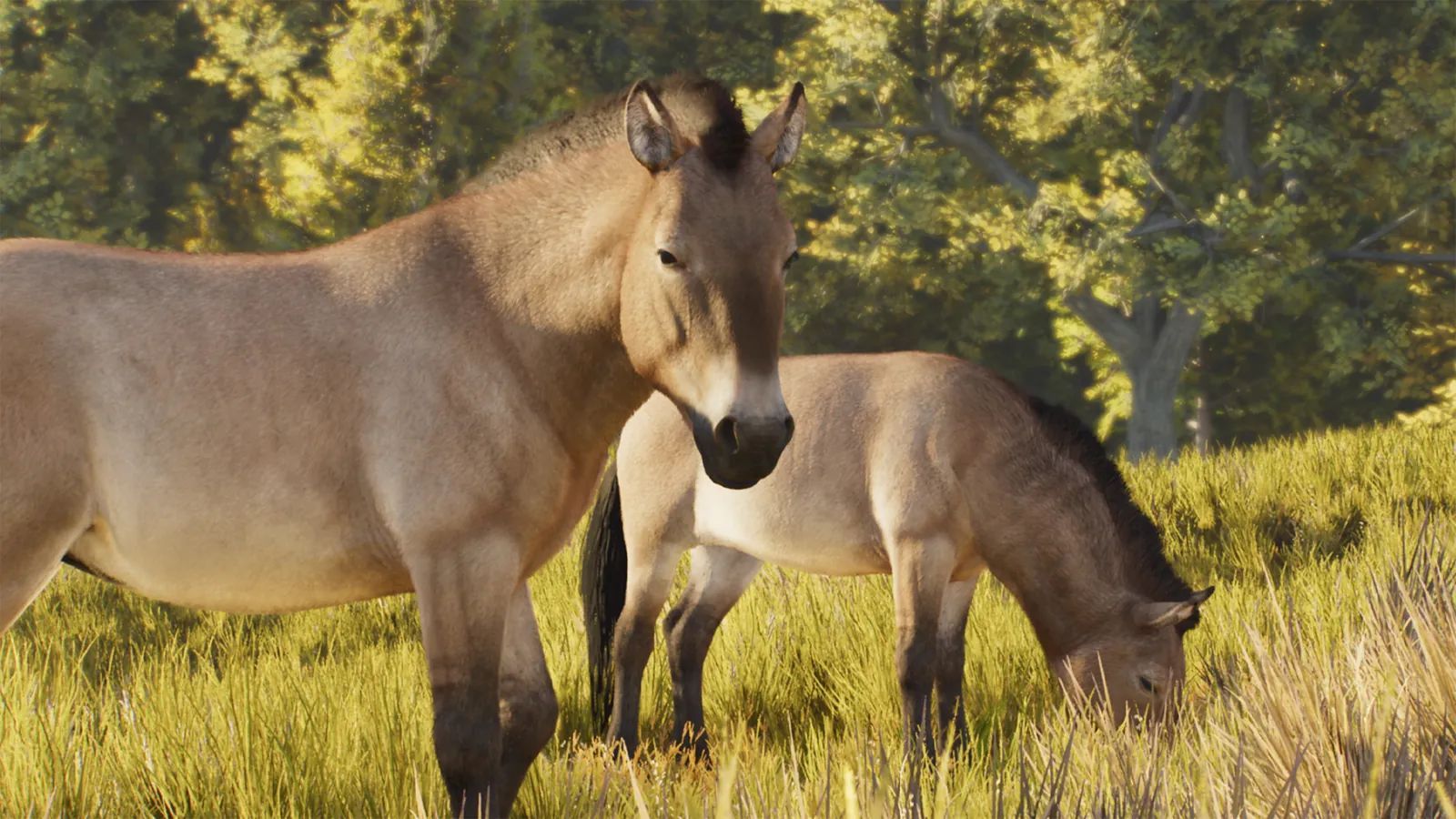 Przewalski's Horse