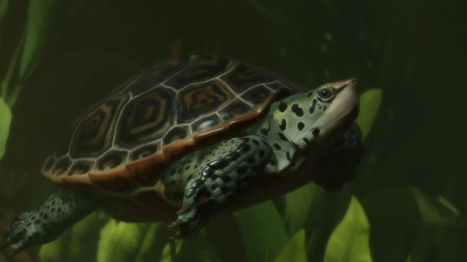 Diamondback Terrapin