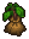 Apple Tree Seedling