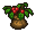 Bush Seedling
