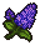 Night flower