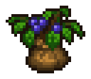 Blueberry Seedling