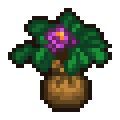 Rhododendron Seedling