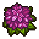 Rhododendron