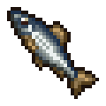 Anchovy