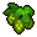 Hops