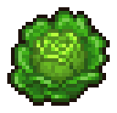 Cabbage