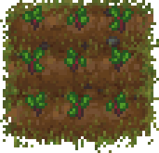 Parterre de remolachas