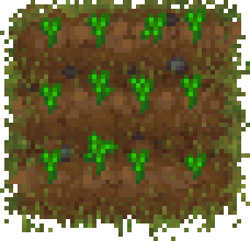 Parterre de zanahorias
