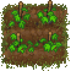 Parterre de lúpulos