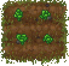 Kohlbeet