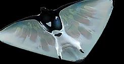 Skyray