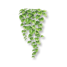 Verdant Boston Ivy III
