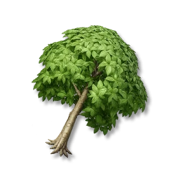 Oak