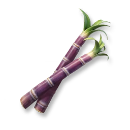 Huge Sugarcane