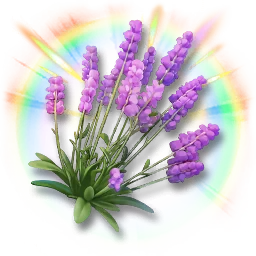 Colorful Lavender