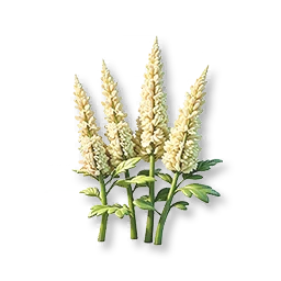 White Astilbe