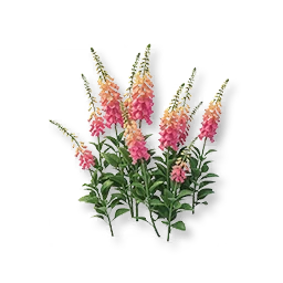 Pink Foxglove