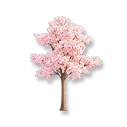 White Trumpet Tree