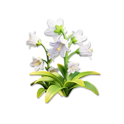 White Bellflower