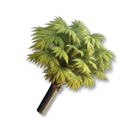 Palm Tree