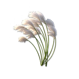 Reed