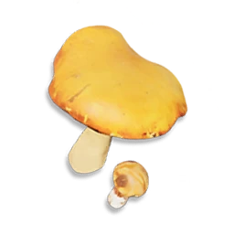 Orange Cap
