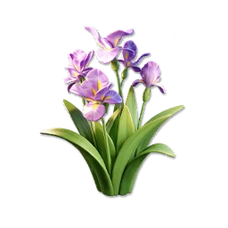 Purple Iris