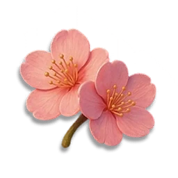 Cherry Blossom