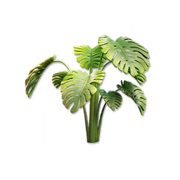 Monstera