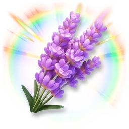 Huge Colorful Lavender